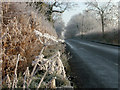 Air hoar frost on plants at roadside, Clay Hills