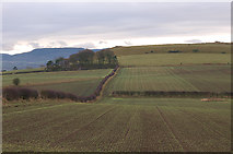 NZ5712 : Fields between Roseberry Topping and Cliff Rigg by Stephen McCulloch