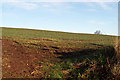 Oilseed Rape growing in a field