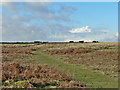 Minor track on Ogmore Down