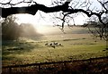 Countryside near Dogbury Gate