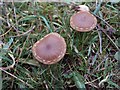 Fungi, Homeyards Botanical Gardens, Shaldon