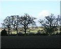 2009 : Ploughed field and oak trees near Woodcock Farm