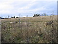 SO9774 : Marlbrook Landfill Site - Remedial work completed, sheep on site by Roy Hughes
