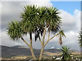 V6745 : Palm trees at Castletown Bearhaven by Ulrich Hartmann