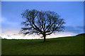 Stockiemuir oak tree