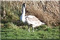 Wildlife at Marlacoo Lake 4