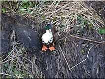 TM2863 : Duck on the riverbank of the River Ore in Framlingham by Geographer