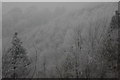 Wooded hillside, Haresfield Beacon