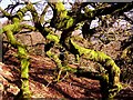 Oak tree branches with lichen