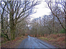 NG2449 : Woodland in Dunvegan by Richard Dorrell