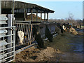 A dozen head of cattle