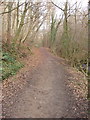 Path in Flatts Woods, Barnard Castle