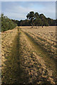 Farm track, Herringswell