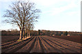 Field boundary, Herringswell