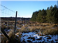 NH7133 : Forest Moorland Boundary Fence by Sarah McGuire