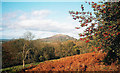 Holly berries and autumn colours above Linden