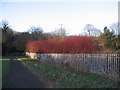 Shrubs screening the A45