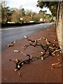 Fallen branches, Newton Road, Torquay