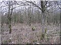 Young woodland, Stane Road