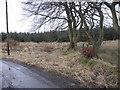 Beeches, Torbothie Road