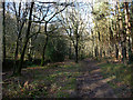 SU7825 : Sussex Border Path, Durford Wood by Chris Gunns