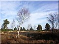 Open Heath on Ferndown Common