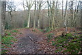 Footpath descending to a stream, Stock Wood