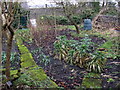 Vegetable plot in winter, in Winster