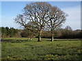 Mature trees, near Groves Fishleigh