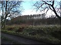 New planting by the track to Craigend