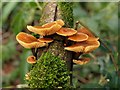 Fungi near the Harbourne River