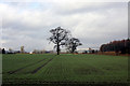 Field near Newton