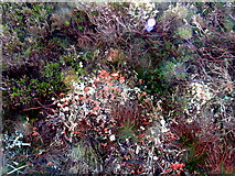 NC9416 : Colourful lichens and heath plants, Glen Loth by sylvia duckworth
