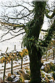 Tree covered in ferns