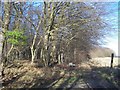 Footpath beside Fullingpits Wood