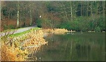 J2458 : The lake, Hillsborough forest (2) by Albert Bridge