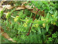 Crosswort (Laevigata cruciata)