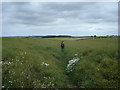 Footpath  through  a  field  of  Rapeseed