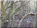 SK4557 : Blackwell Trail - Fungi growing on trees by Alan Heardman