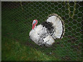 Domestic Fowl Trust - 4