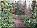 Footpath leading into Danes Wood