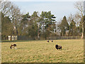 Jacob sheep at Sand Pett