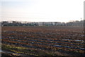 Strawberry beds in winter