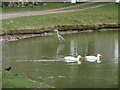 Ashmore: geese and heron