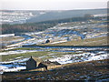 Low Westend Allotment