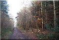 TR1563 : New Road, West Blean Woods by N Chadwick