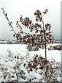 Snow Covered Oak Sapling