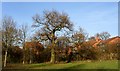 Old oak