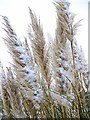 Pampas and snow, Bishopstone